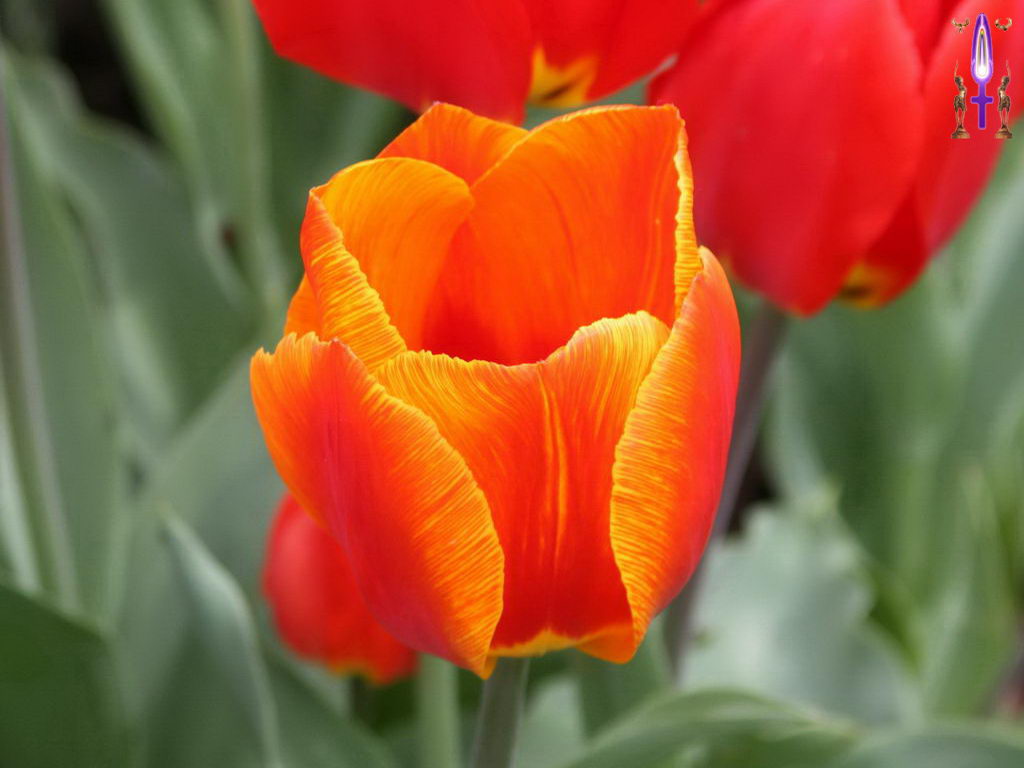 Croix de Lumière, Photo de la Série M No 61 