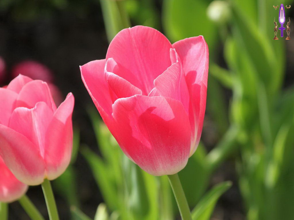 Croix de Lumière, Photo de la Série M No 62 