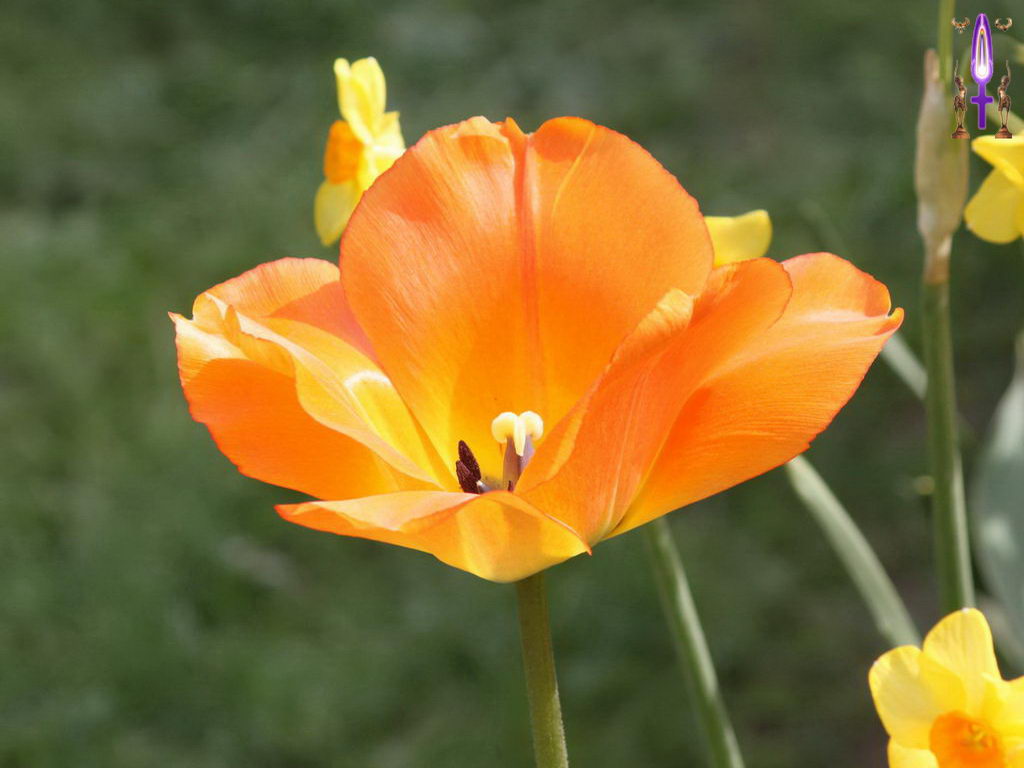 Croix de Lumière, Photo de la Série M No 63 