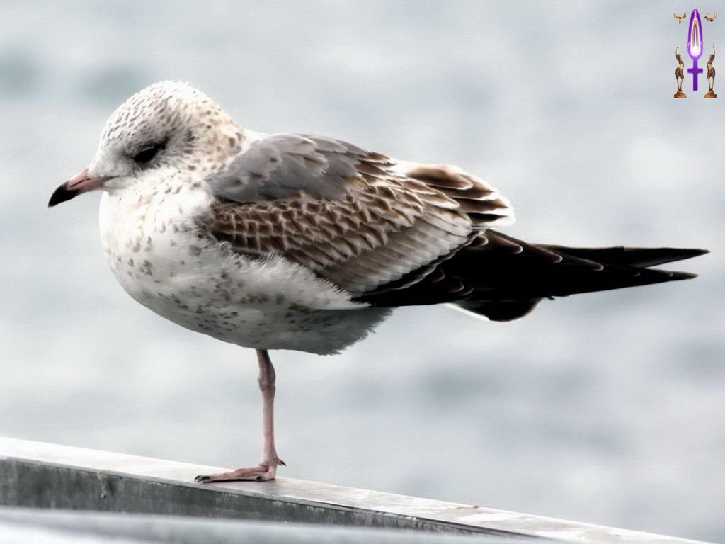 Croix de Lumière, Photo de la Série M No 64 