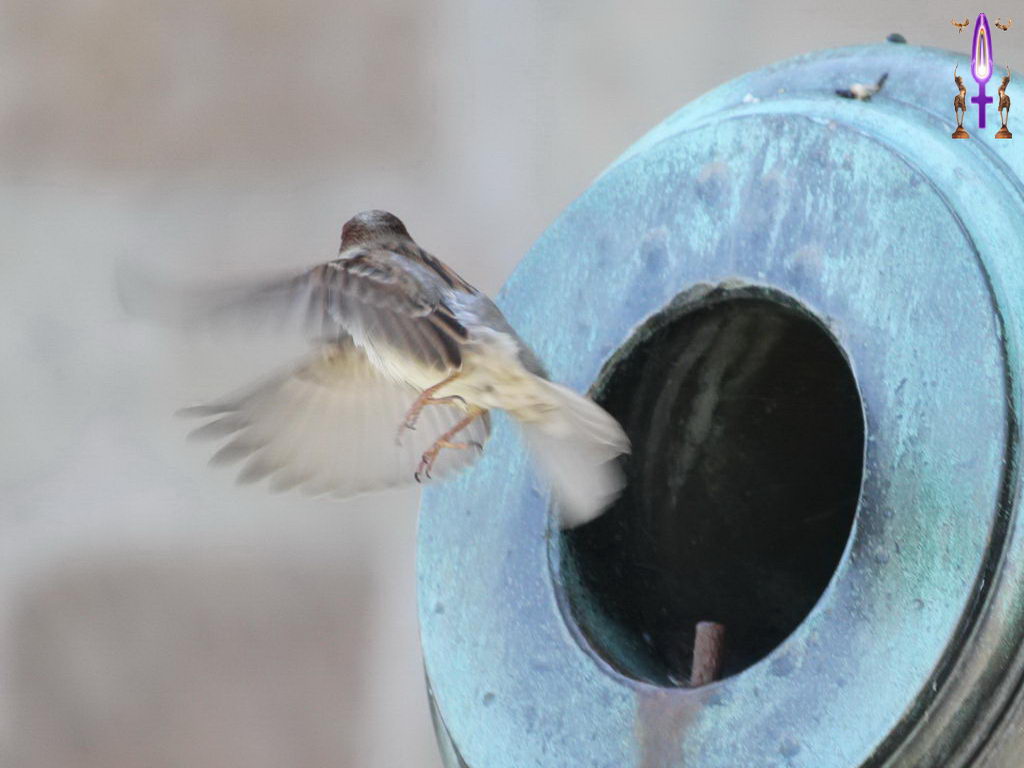 Croix de Lumière, Photo de la Série M No 68 