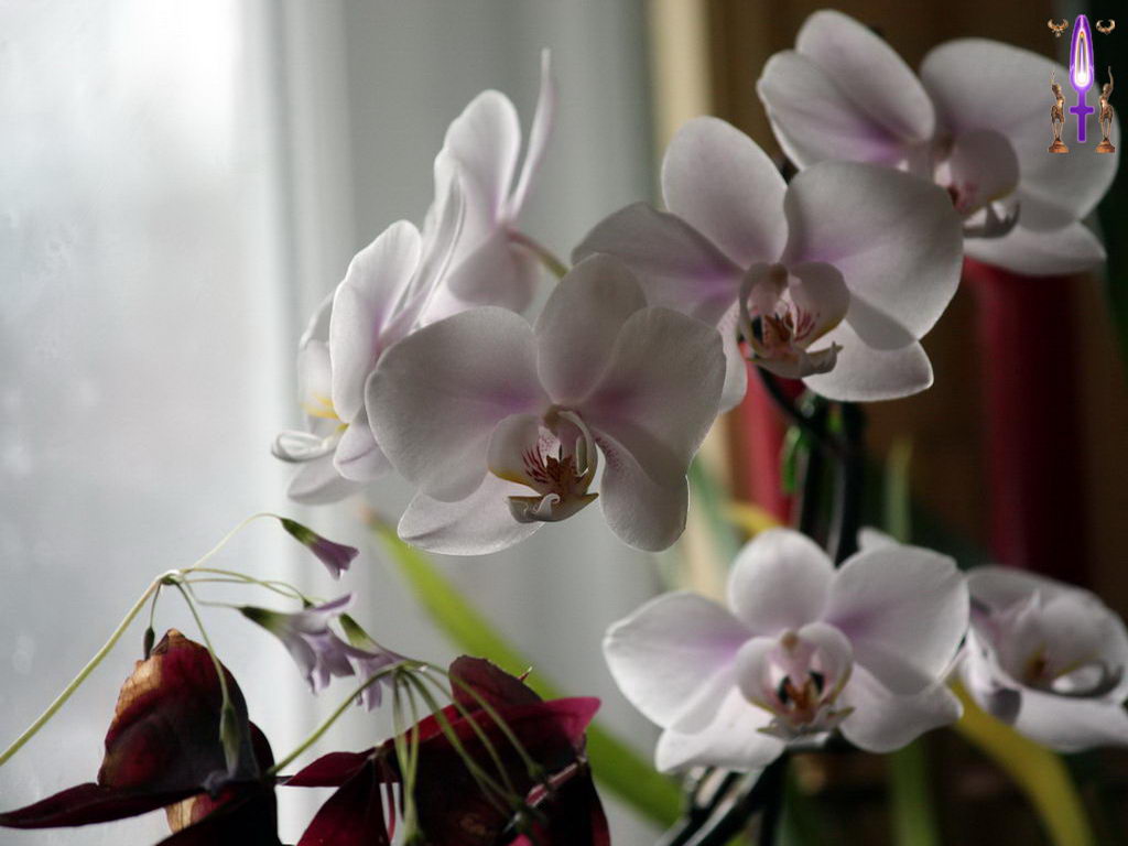 Croix de Lumière, Photo de la Série M No 69 