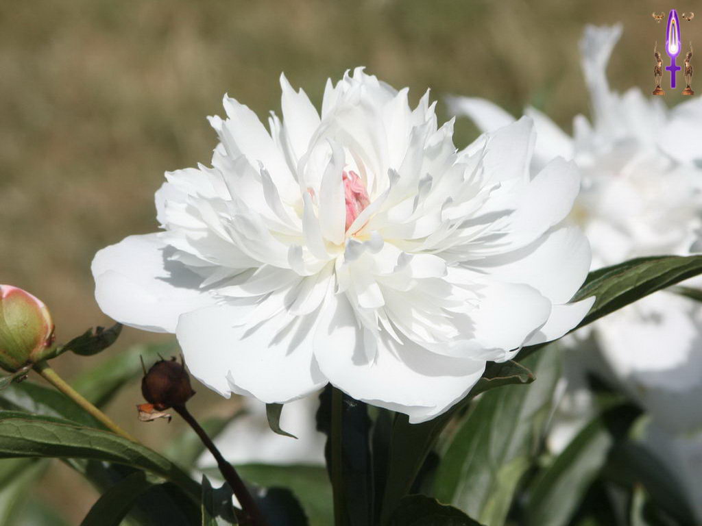 Cliquez sur la Photo pour quitter le Diaporama et Ouvrir la Photo correspondante...