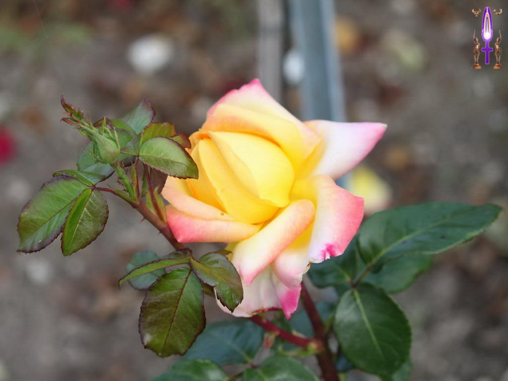 Croix de Lumière, Photo de la Série M No 71 