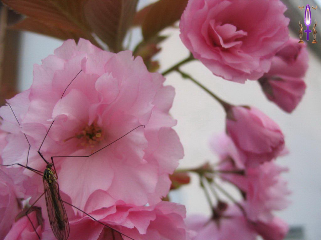 Croix de Lumière, Photo de la Série M No 72 