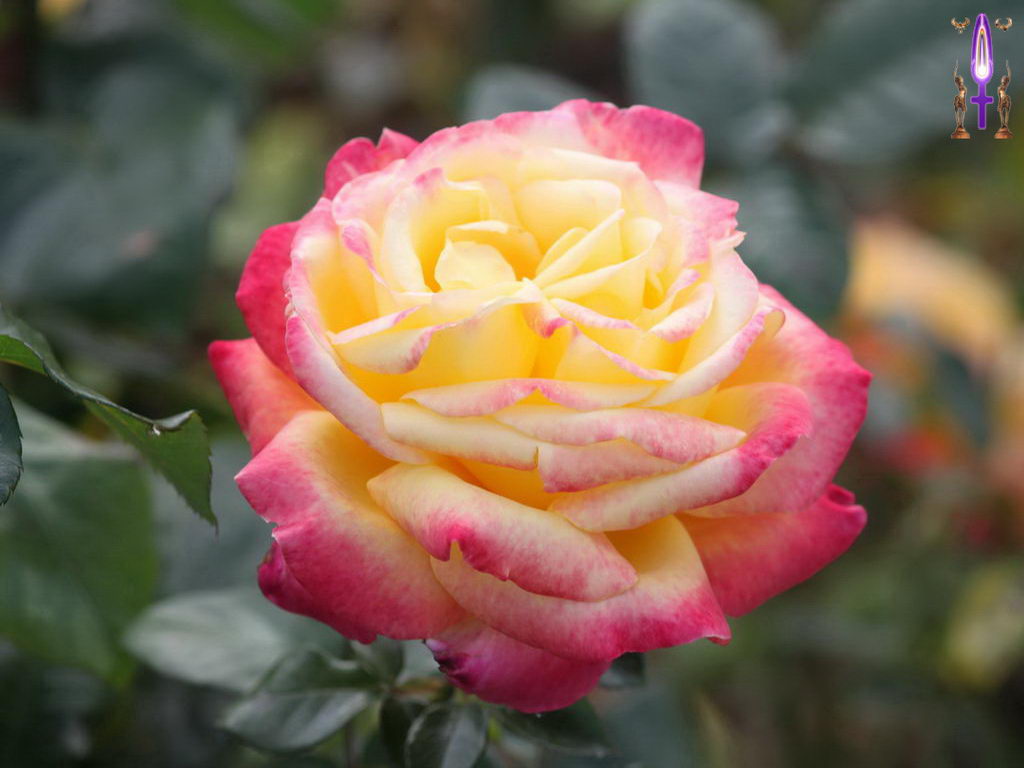 Croix de Lumière, Photo de la Série M No 73 