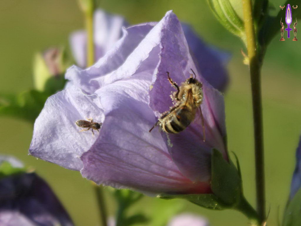 Croix de Lumière, Photo de la Série M No 74 