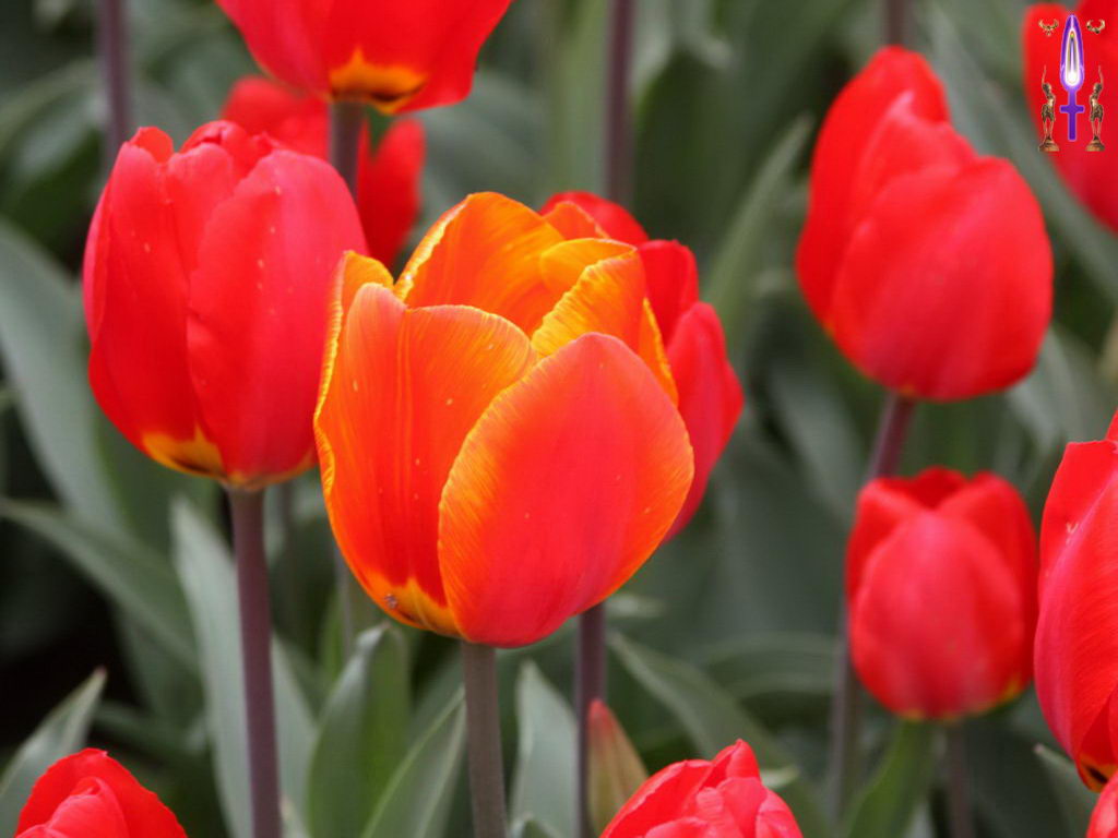 Croix de Lumière, Photo de la Série M No 75 