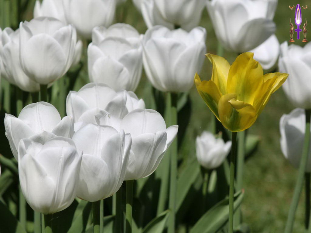Croix de Lumière, Photo de la Série M No 76 
