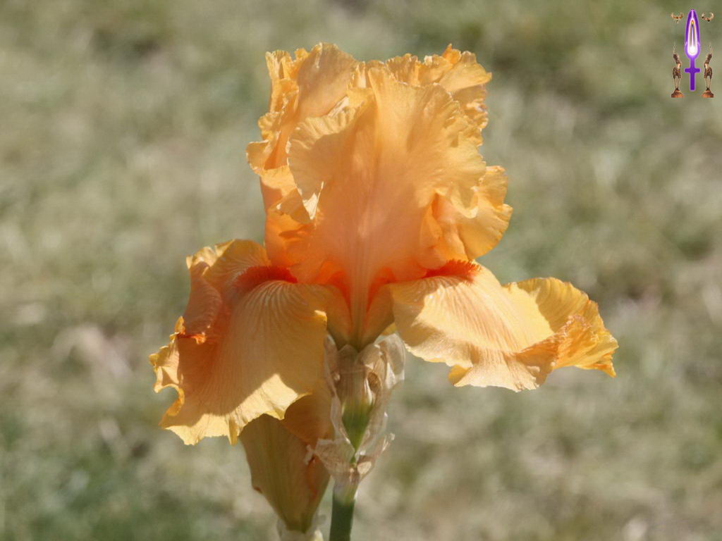 Croix de Lumière, Photo de la Série M No 77 