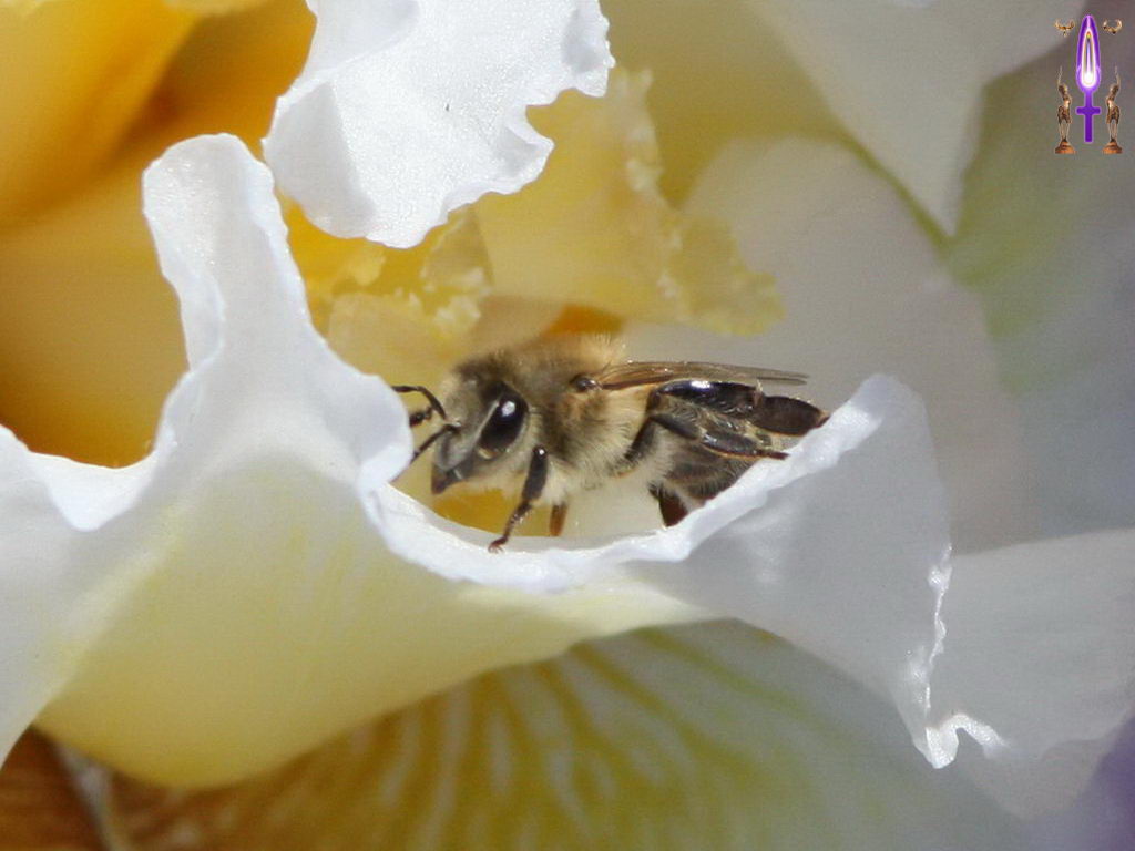 Croix de Lumière, Photo de la Série M No 78 