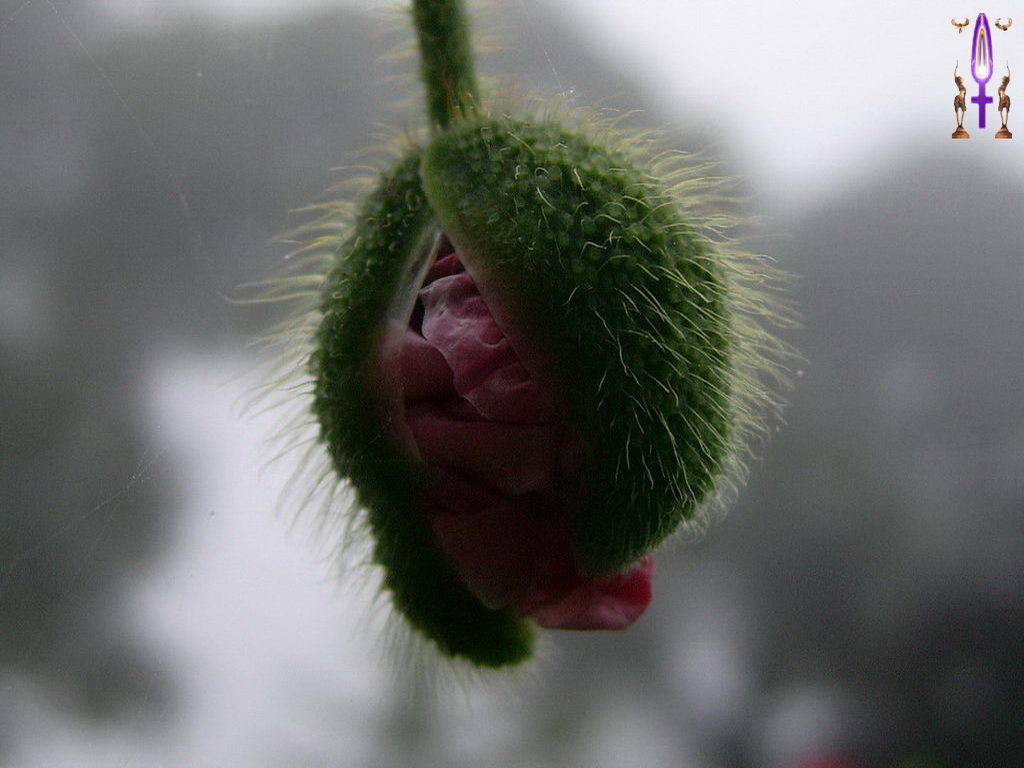 Croix de Lumière, Photo de la Série M No 83 