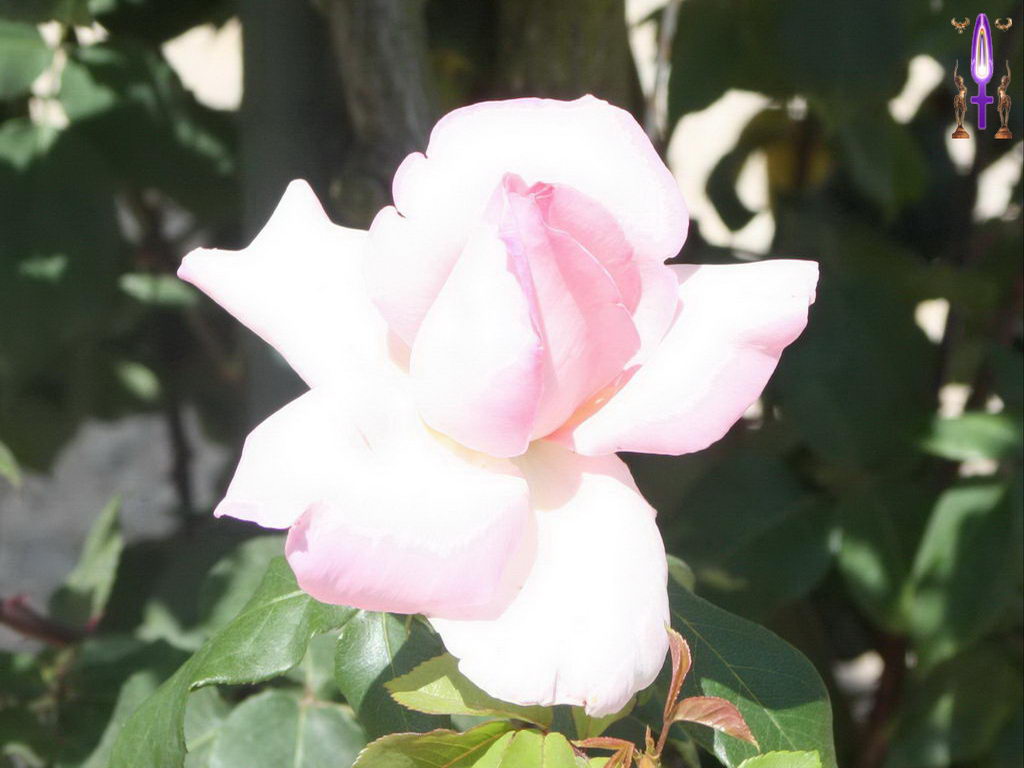 Croix de Lumière, Photo de la Série M No 84 