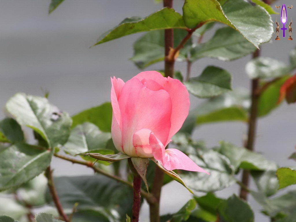Croix de Lumière, Photo de la Série M No 85 