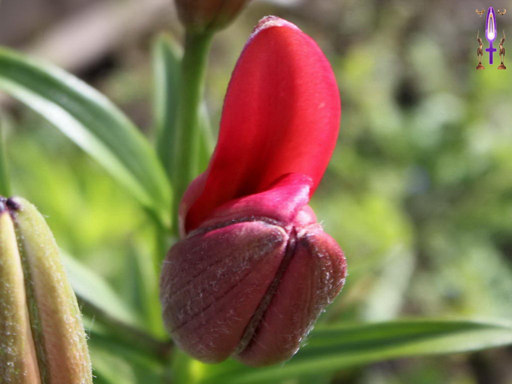 Croix de Lumière, Photo de la Série M No 87 