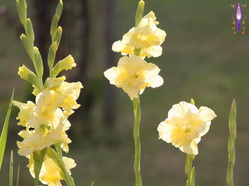 Croix de Lumière, Photo de la Série M No 88 