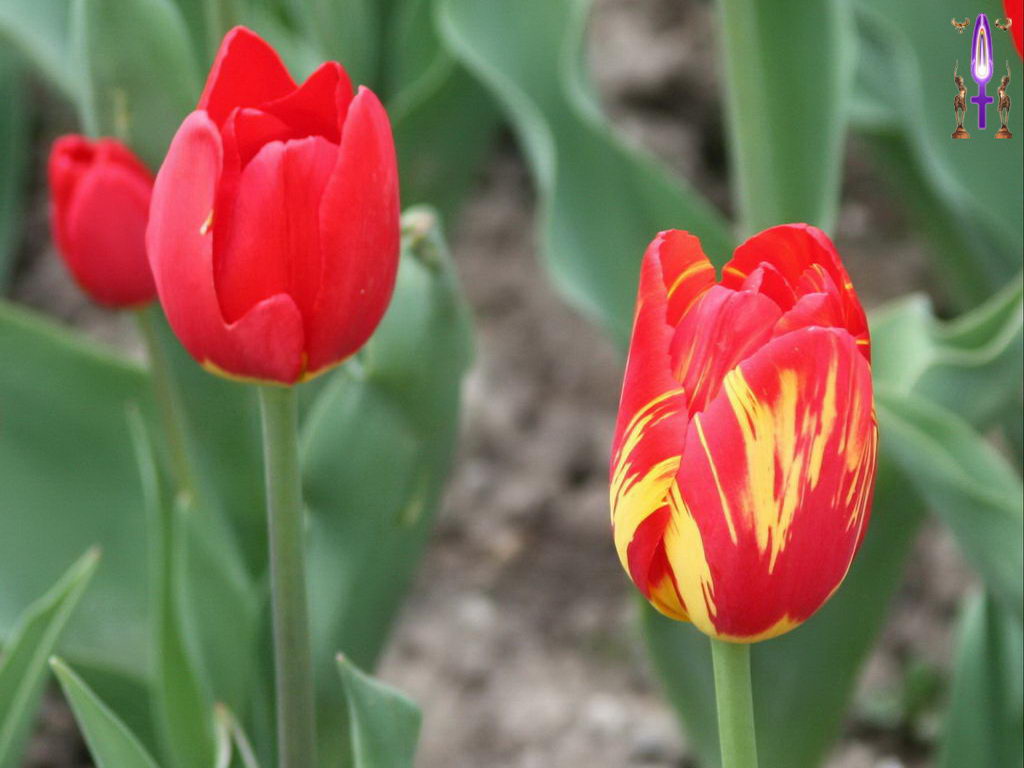 Croix de Lumière, Photo de la Série M No 090 