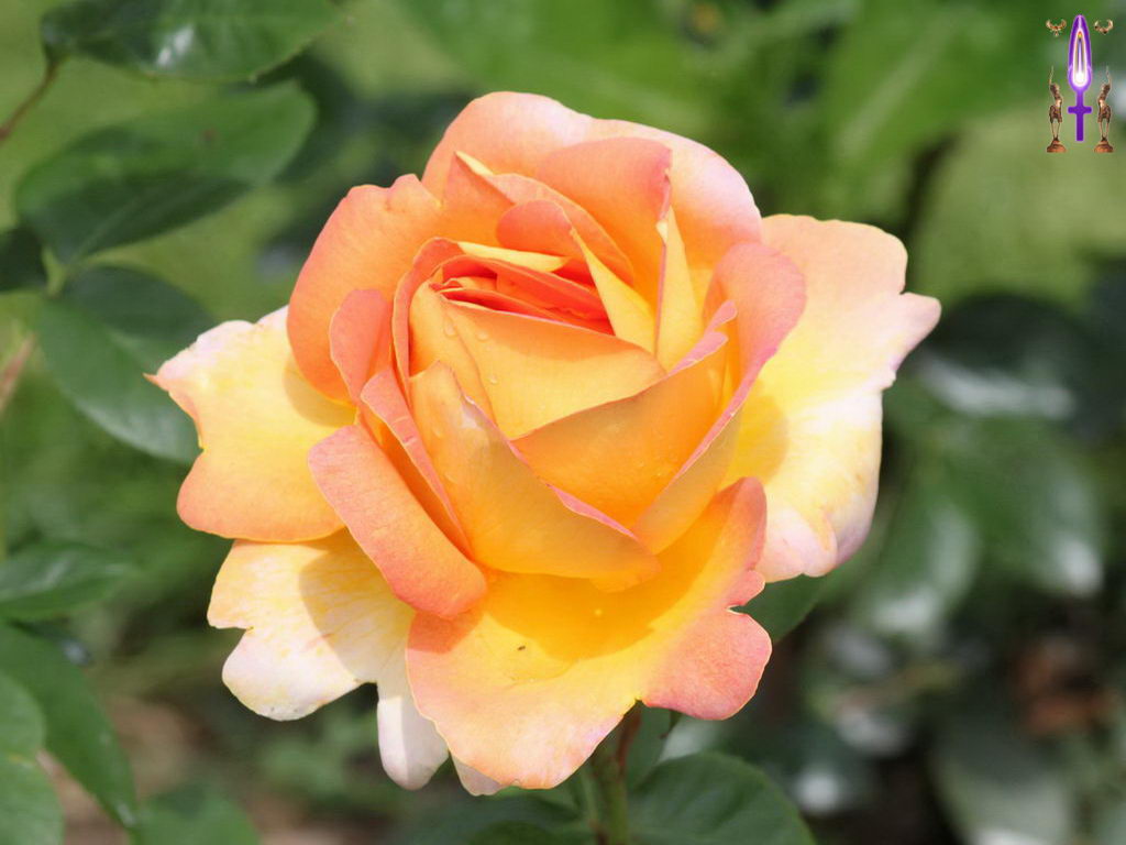 Croix de Lumière, Photo de la Série M No 91 