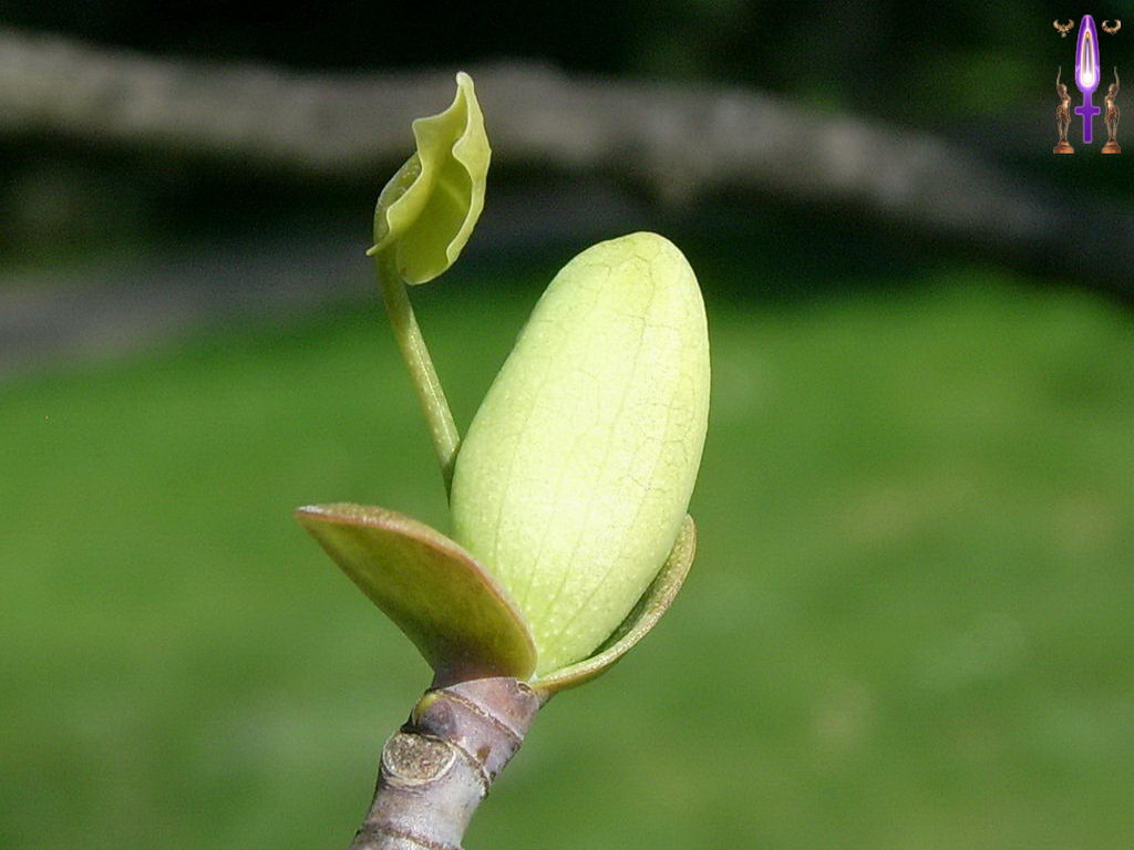 Cliquez sur la Photo pour quitter le Diaporama et Ouvrir la Photo correspondante...
