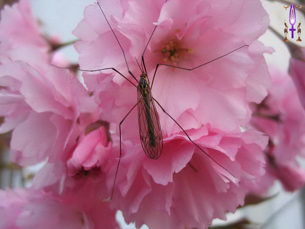 Croix de Lumière, Photo de la Série M No 95 