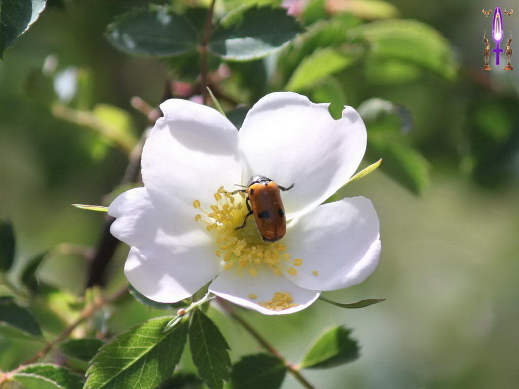 Croix de Lumière, Photo de la Série M No 97 