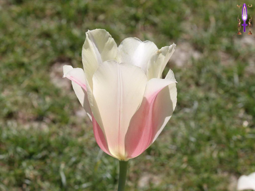 Croix de Lumière, Photo de la Série M No 98 