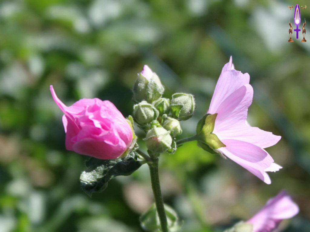 Croix de Lumière, Photo de la Série M No 99 
