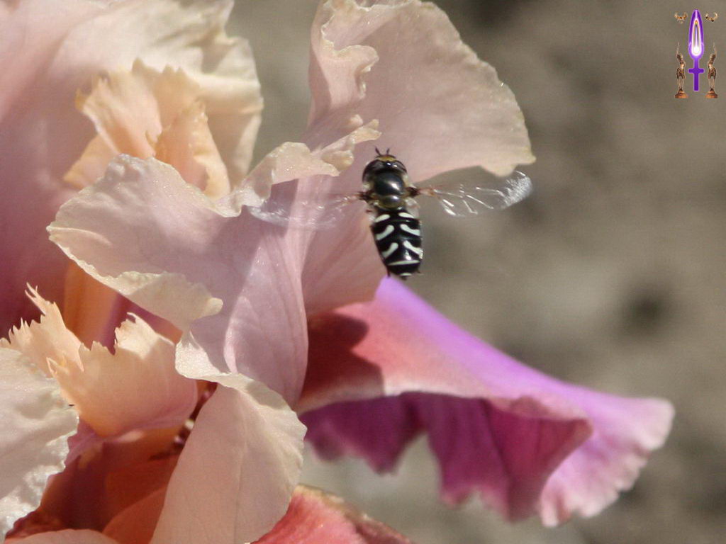 Croix de Lumière, Photo de la Série M No 102 