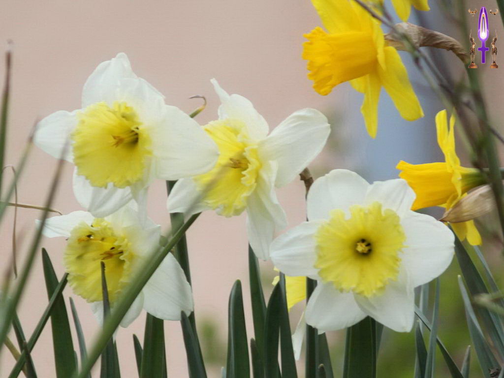 Croix de Lumière, Photo de la Série M No 103 