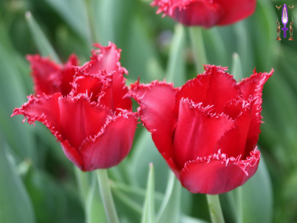 Croix de Lumière, Photo de la Série M No 104 