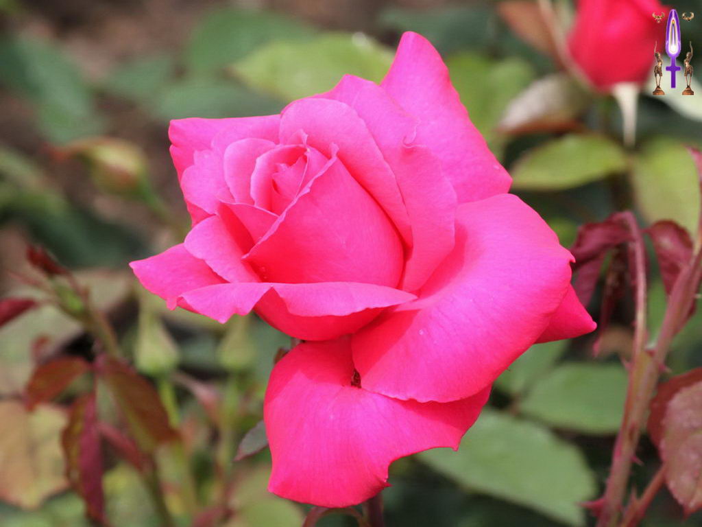 Croix de Lumière, Photo de la Série M No 105 