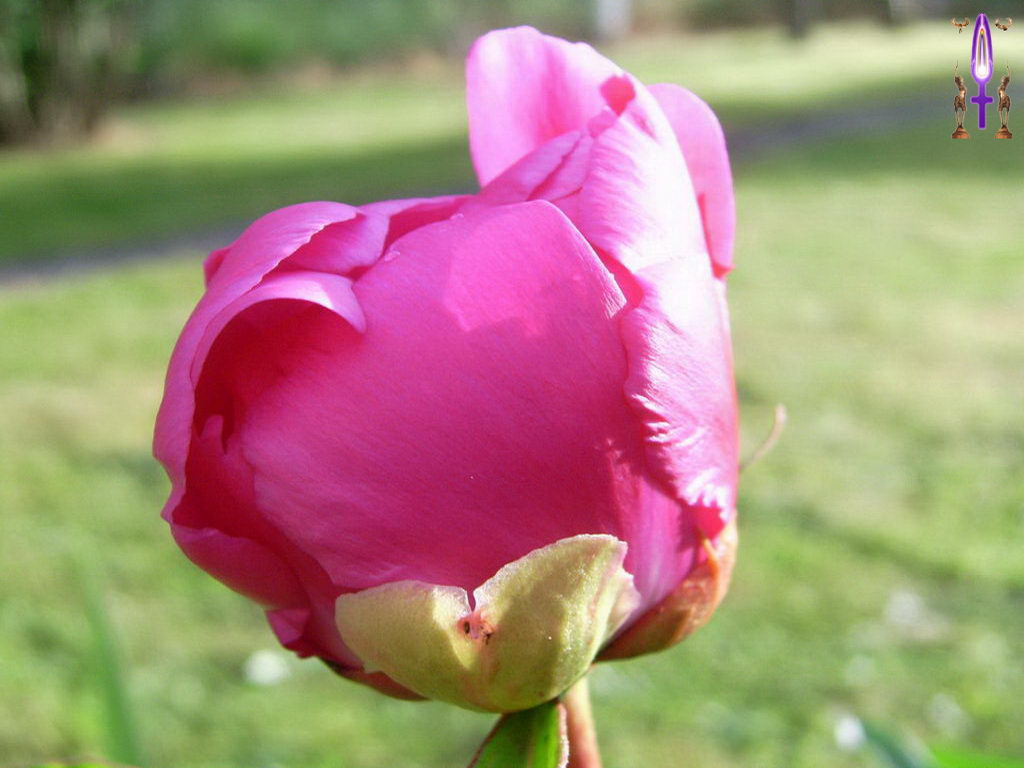 Croix de Lumière, Photo de la Série M No 107 
