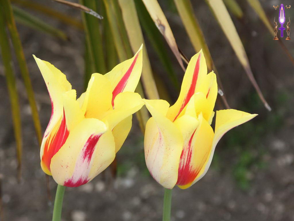 Croix de Lumière, Photo de la Série M No 108 