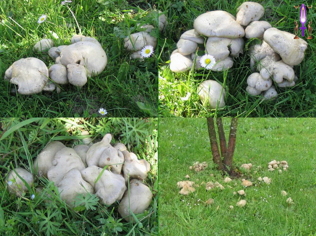 Album Magique d'Isapierre, Episode No 5 : Apparition du deuxième Cercle de Fées, une invitation à me purifier...