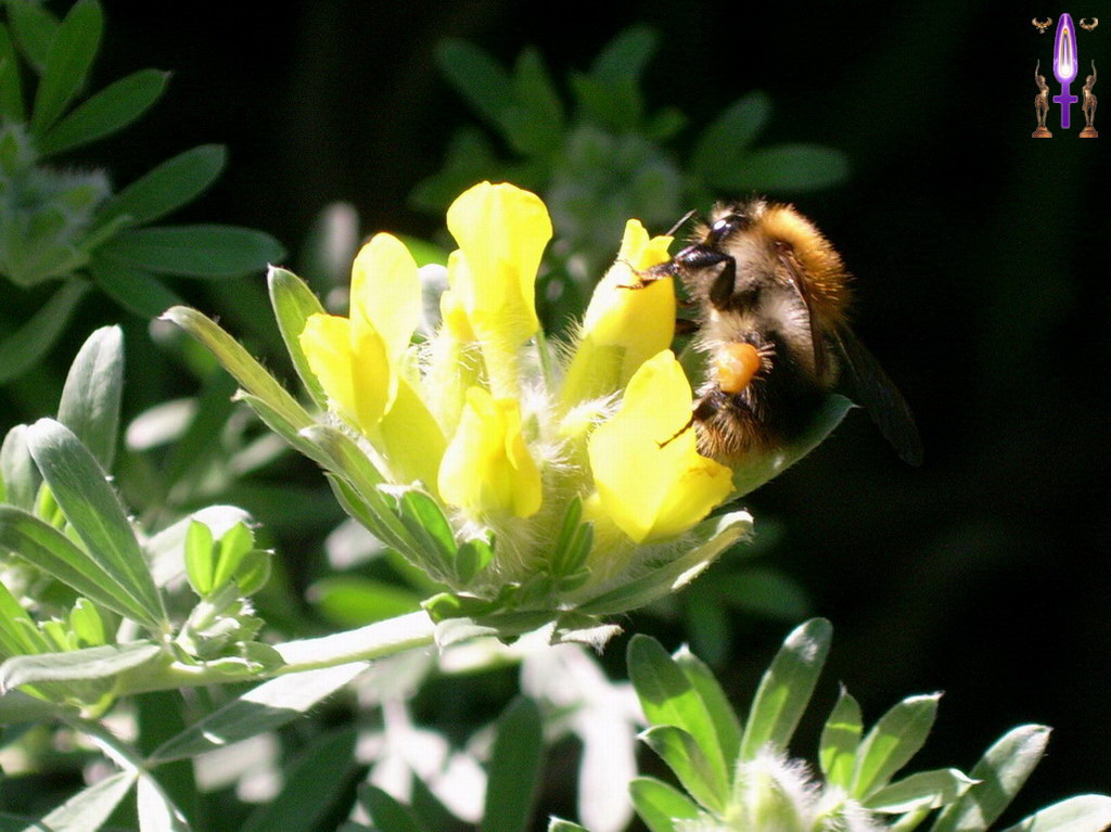 Album Magique d'Isapierre, Episode No 14 : L'Osmose de la Nature au jardin botanique de Genève...