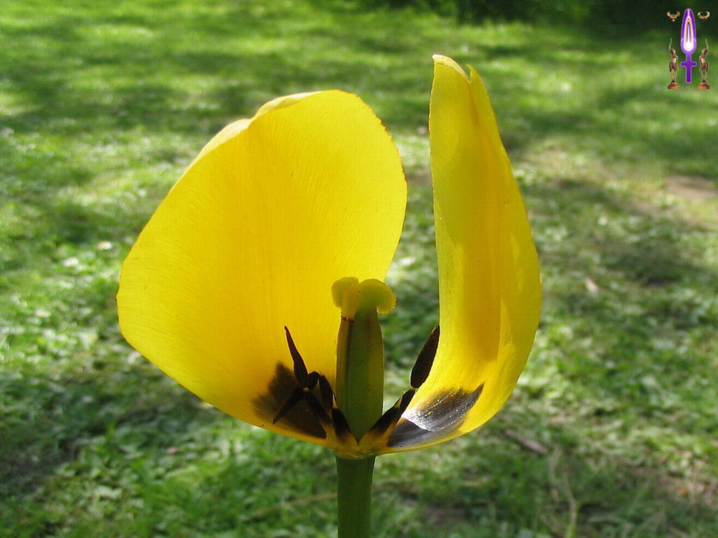 Album Magique d'Isapierre, Episode No 15 : Une Tulipe pleine de courage...