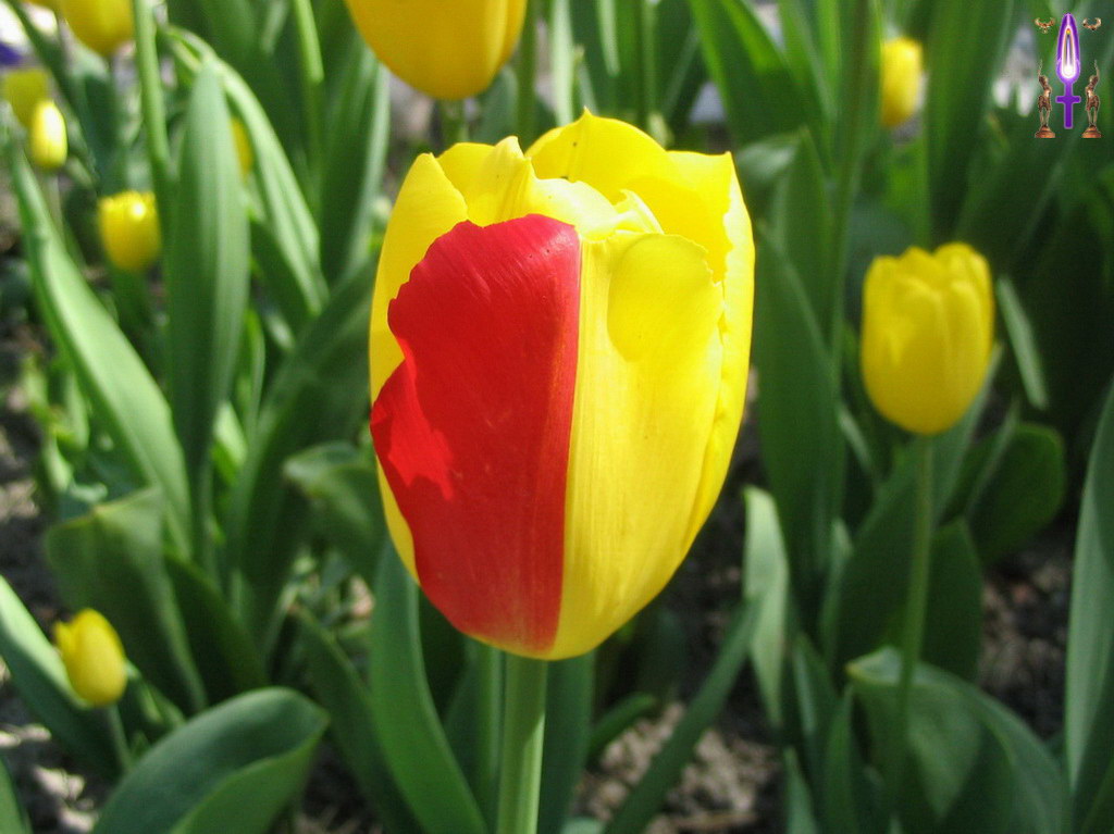 Album Magique d'Isapierre, Episode No 16 : La différence, une évidence même dans la Nature...