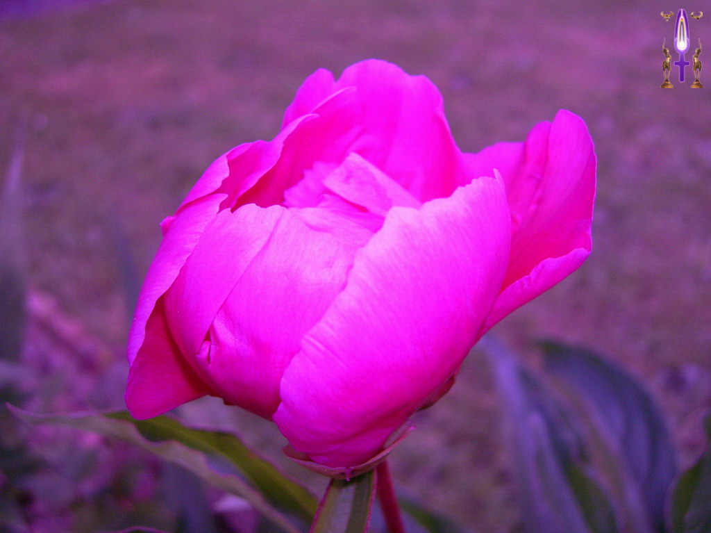 Album Magique d'Isapierre, Episode No 21 : Une pivoine de mon jardin inondée par une vague de lumière pourpre...
