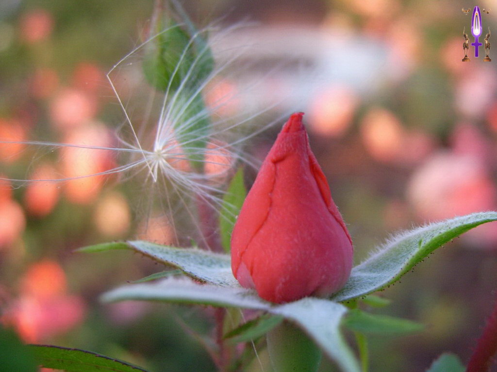 Album Magique d'Isapierre, Episode No 24 : La délicatesse du Pissenlit pour réveiller tendrement une si jolie Rose...