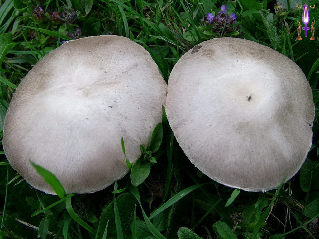Album Magique d'Isapierre, Episode No 25 : L'Espace de l'autre profondément préservé par ce couple de champignons...