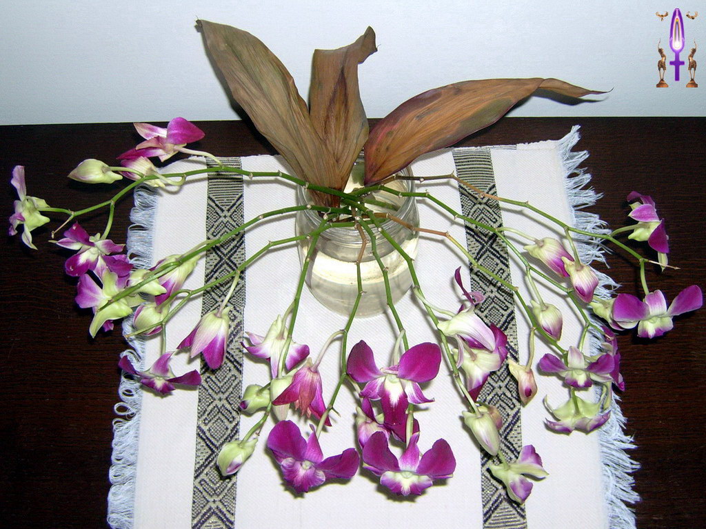 Album Magique d'Isapierre, Episode No 35 : L'Orchidée, une fleur surprenante, symbole androgyne par excellence...