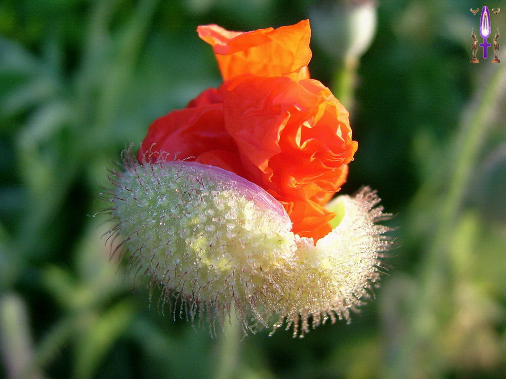 Album Magique d'Isapierre, Episode No 37 : Le Coquelutin, un ami de la Nature qui m'a remplit de Joie...