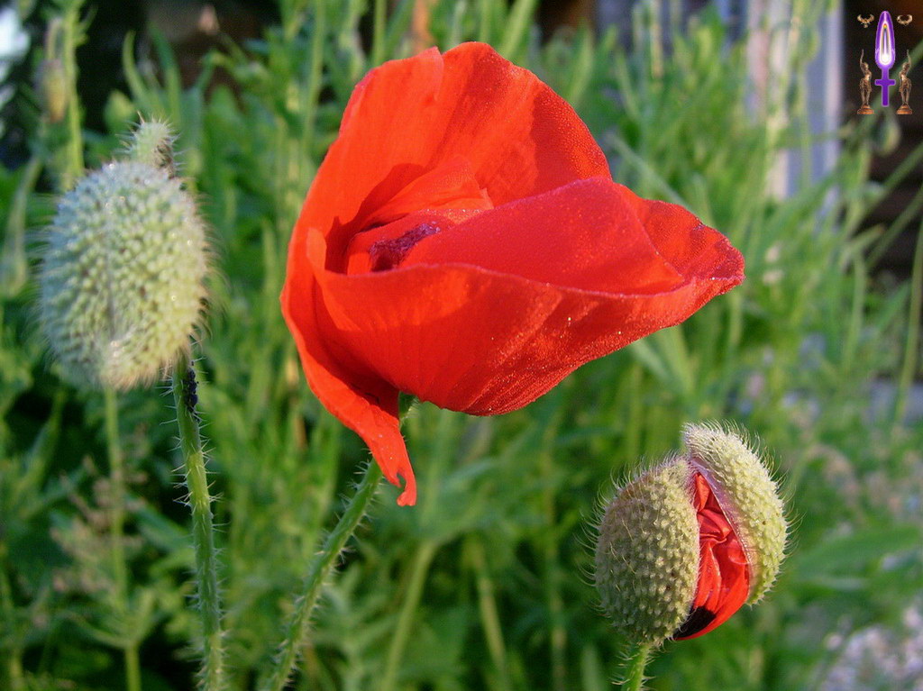 Album Magique d'Isapierre, Episode No 38 : Accepter de sortir de son cocon nous demande un vrai courage...