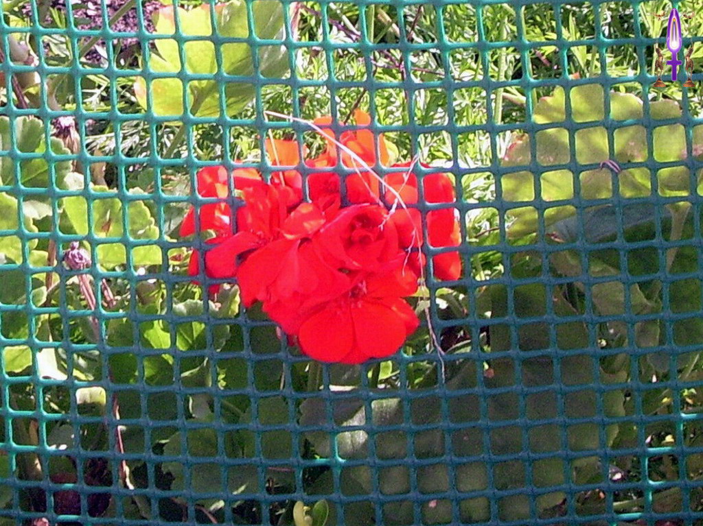 Album Magique d'Isapierre, Episode No 44 : L'échappée impossible de la Rose au jardin potager du château de Nyon...