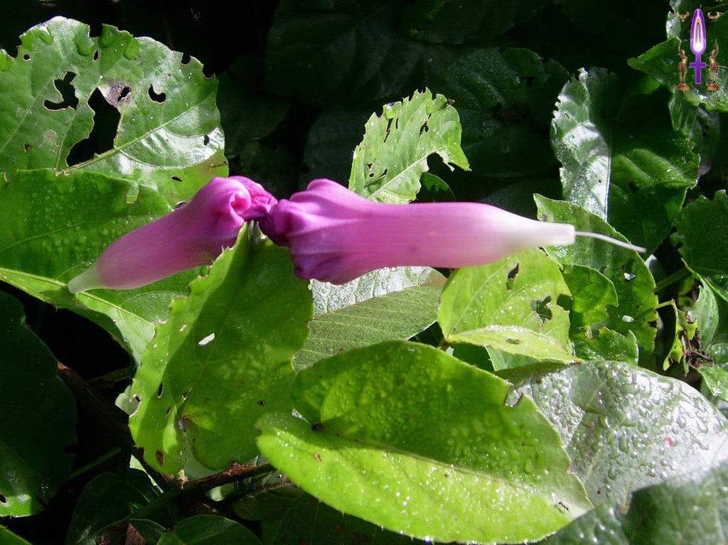 Album Magique d'Isapierre, Episode No 49 : A la Casa de Joao de Deus, même les fleurs se font des Becks...