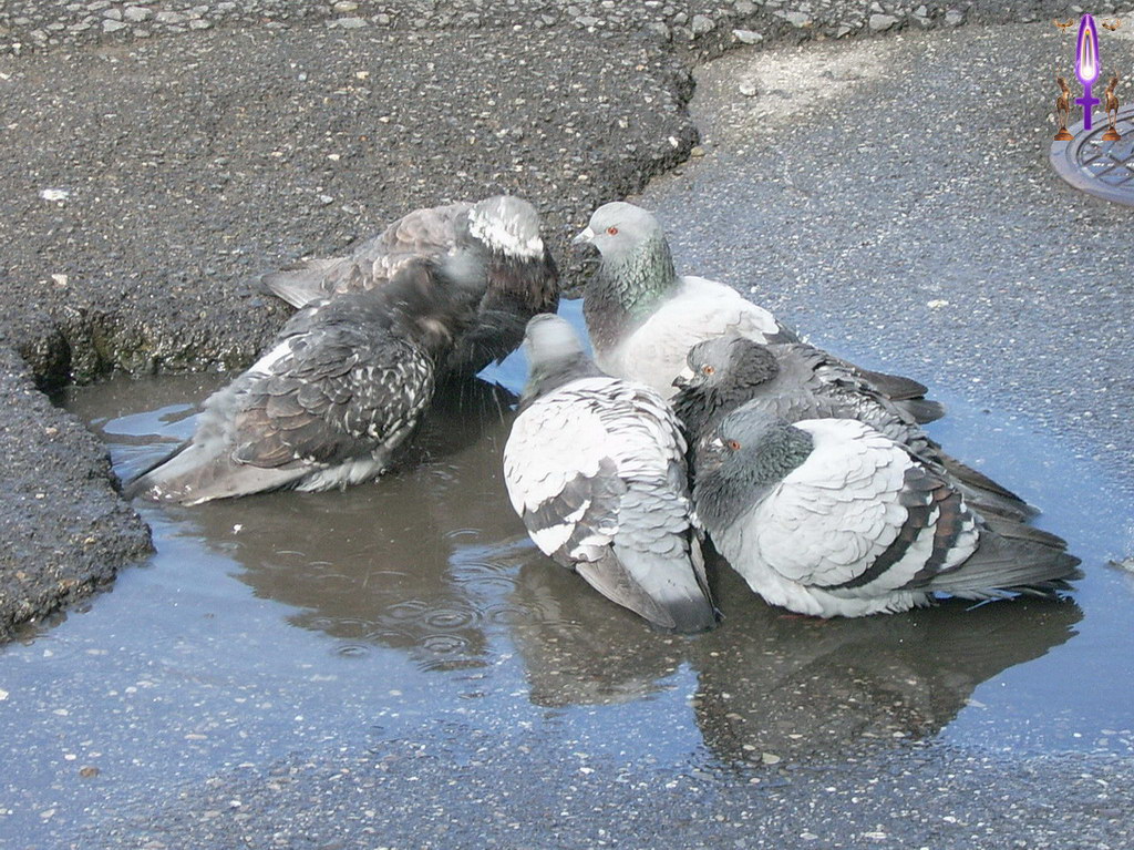 Album Magique d'Isapierre, Episode No 53 : Les pipelettes de la Vevey, rencontre par affinité mais inaction garantie...