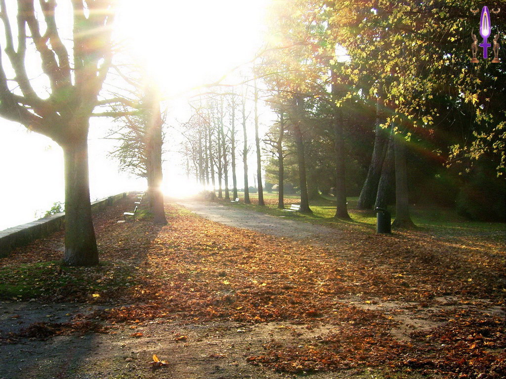 Album Magique d'Isapierre, Episode No 60 : A Morges, la Lumière de l'Univers passe à travers les branches des arbres du parc de l'Indépendance...
