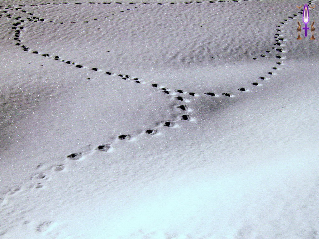 Album Magique d'Isapierre, Episode No 63 : La liberté, ce n’est rien d’autre que de sortir des traces existantes...