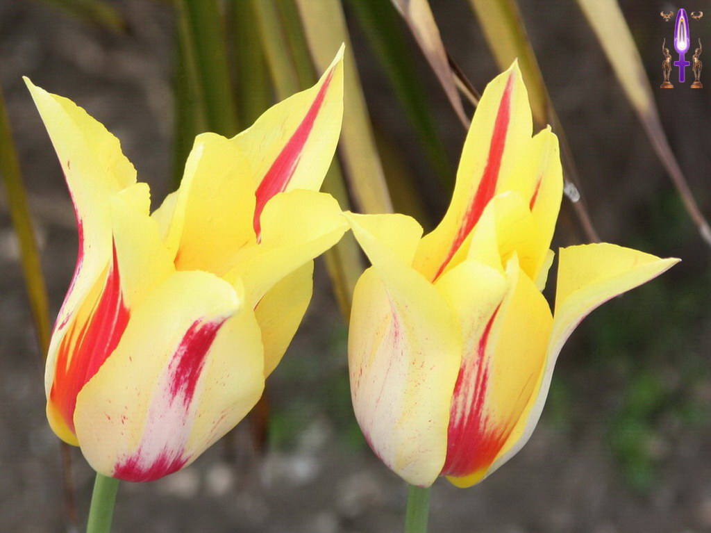 Album Magique d'Isapierre, Episode No 70 : Pour percevoir la véritable Lumière de l’Univers, nous devons élever notre regard bien au-dessus de la matière...