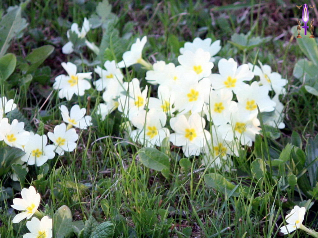 Album Magique d'Isapierre, Episode No 71 : Combien de religions nous imposent de pleurer les souffrances du monde alors que c'est un non-sens spirituel...